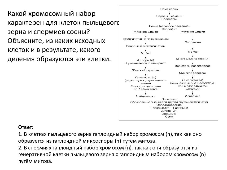 Цикл слова