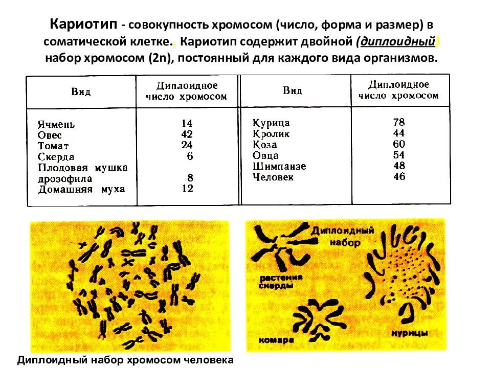 Сколько хромосом содержит спермий пшеницы. 2 Диплоидных набора хромосом. Кариотип зародыша диплоидный. Жизненный цикл клетки число хромосом. Хромосомный набор подсолнуха.