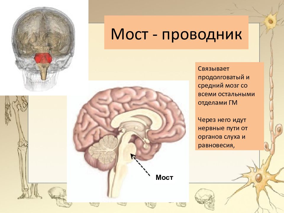 Мост головного мозга рисунок