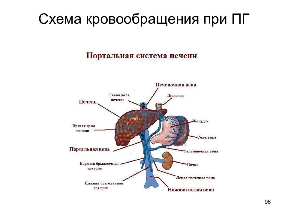 Кровоток печени схема