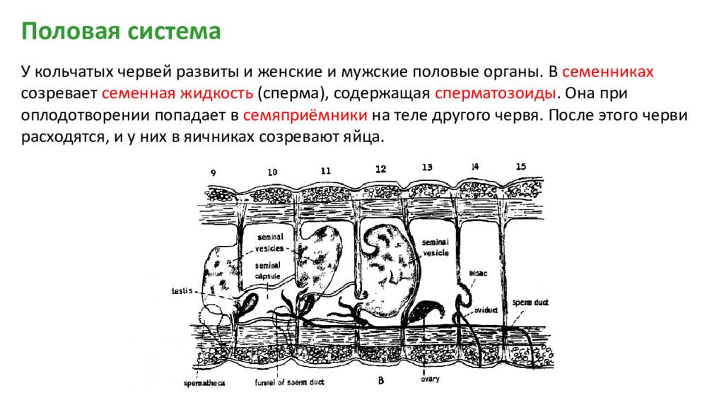 Кольчатые черви размножение. Строение половой системы дождевого червя. Половая система кольчатых червей органы. Половая система кольчатых червей. Строение половой системы кольчатых червей.