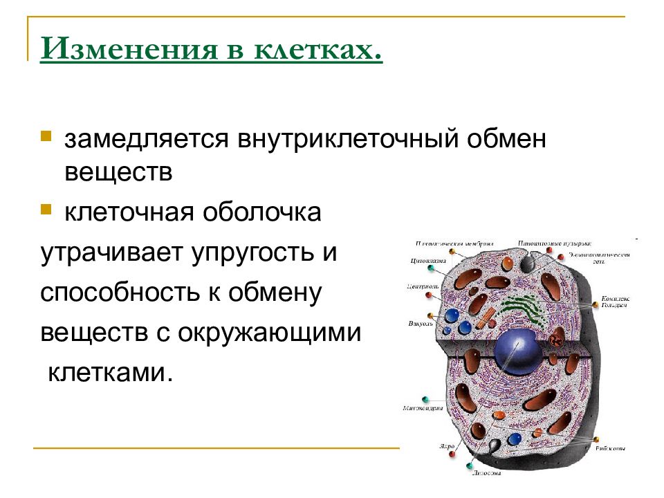 выведение веществ из клетки