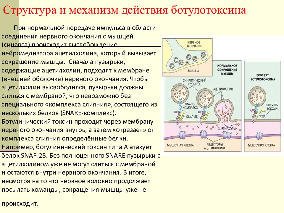 Нормальный передача. Ботулотоксин типа с блокирует. Физиология механизм передачи импусльа с мышци на нерв. Механизмы поведения физиология. Синаптические пузырьки ботулотоксин.