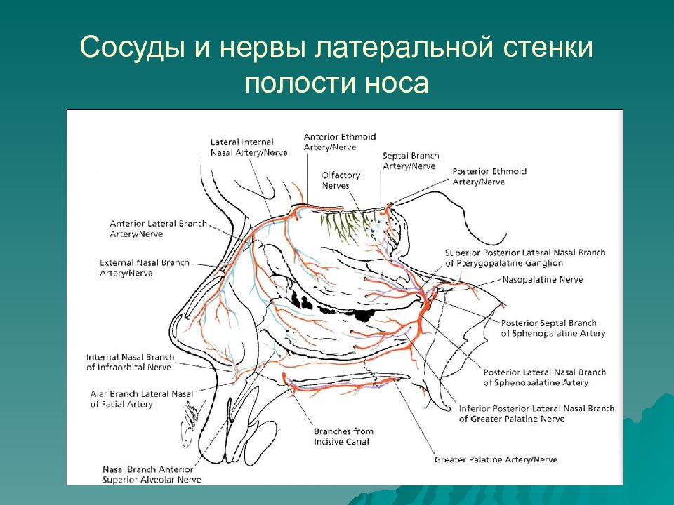 Нервы полости носа