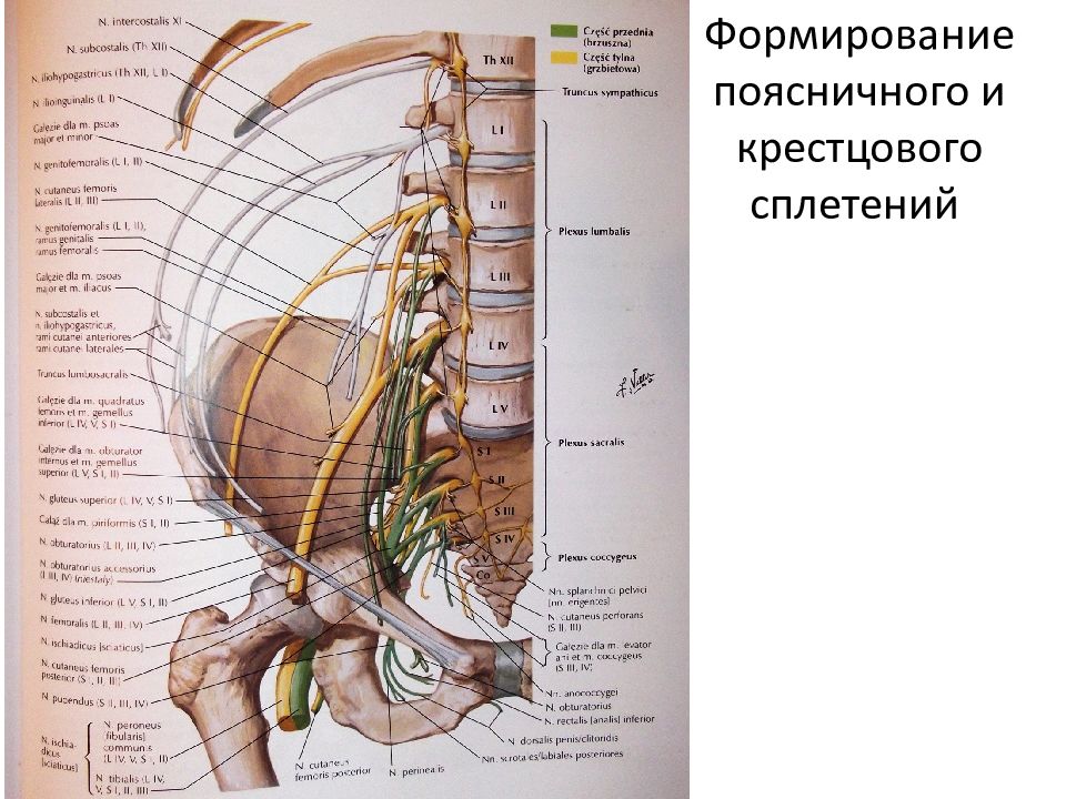 Крестцовое сплетение презентация