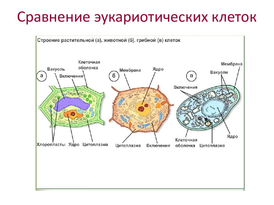 Презентация строение клетки 9 класс биология