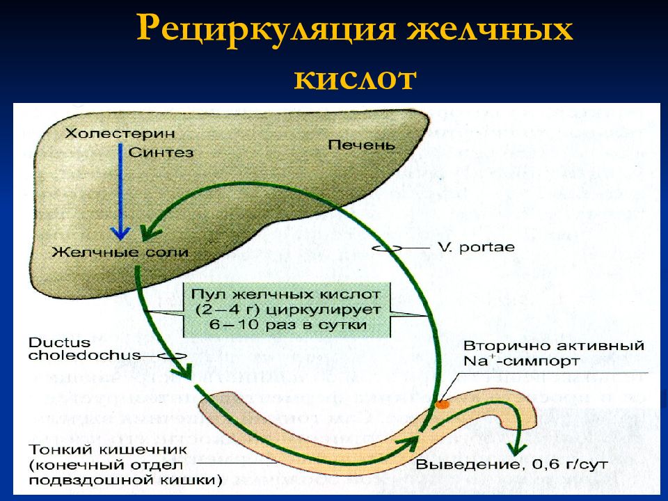 Кал на желчные кислоты. Энтерогепатическая циркуляция желчных кислот схема. Энтерогепатическая рециркуляция желчных кислот. Кишечно-печёночная циркуляция жёлчных кислот. Печеночно кишечная рециркуляция.