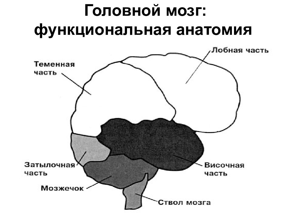 Где теменная область