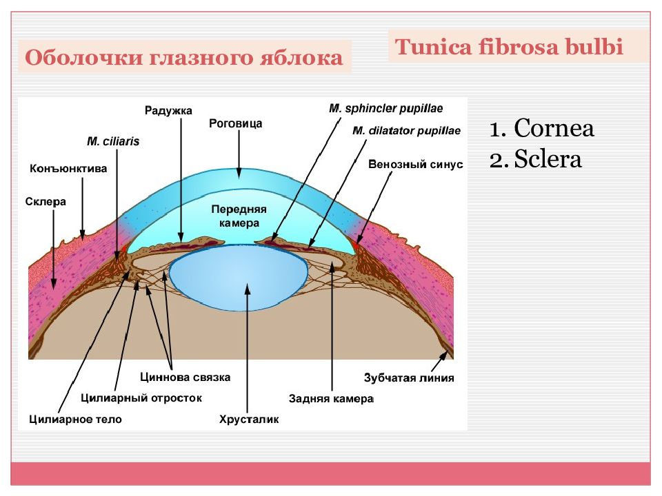 Оболочки глазного яблока