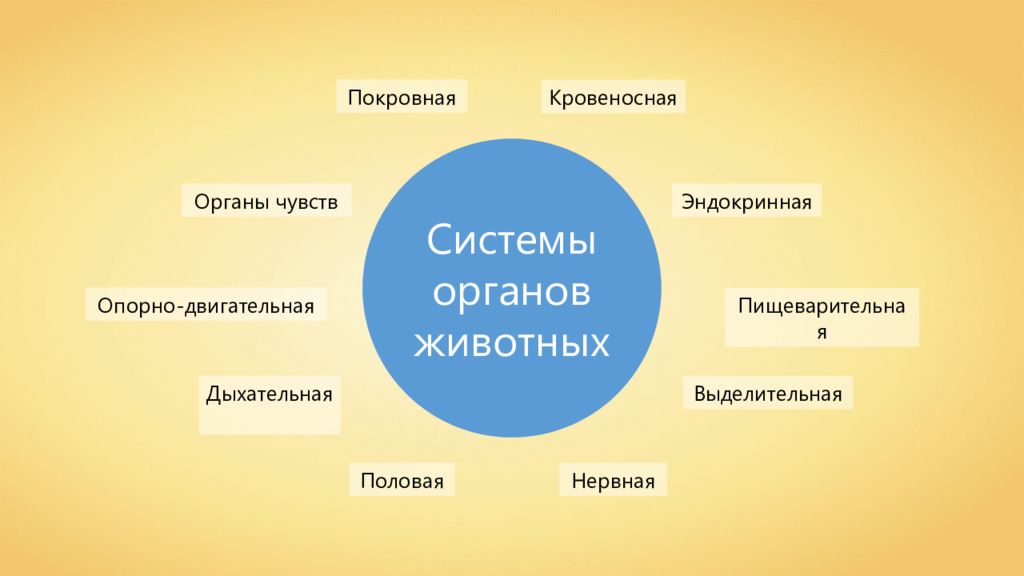 Органы и системы органов животных 6 класс. Системы органов животных. Основные системы организма животных. Системы органов животных 7 класс. Системы органов животных 5 класс.