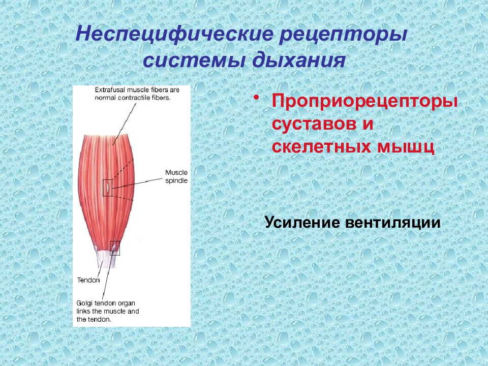 Рецепторы мышц. Проприорецепторы скелетных мышц. Проприорецепторы дыхательной системы. Роль проприорецепторов скелетных мышц. Проприорецепторы это рецепторы.