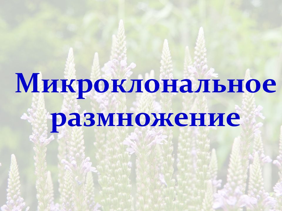 Микроклональное размножение