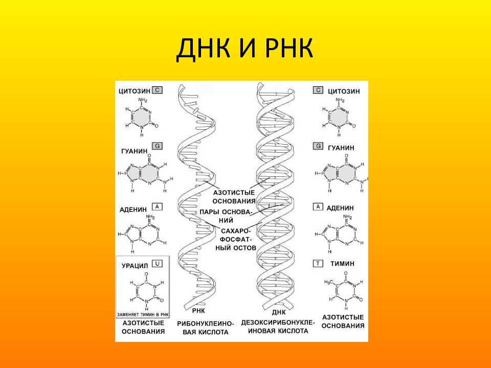 Ядерная днк