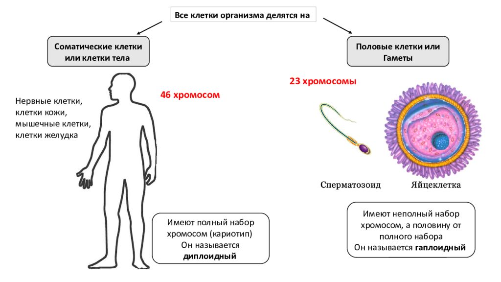 Гаплоидные и диплоидные клетки. Диплоидный набор и гаплоидный набор. Гаплоидные хромосомы. Понятие гаплоидного и диплоидного набора хромосом. Диплоидный организм.