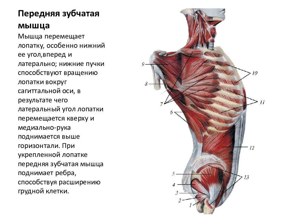 Передняя зубчатая мышца. Антагонист передней зубчатой мышцы. Передняя зубчатая мышца анатомия функции. Иннервация передней зубчатой мышцы. Начало и прикрепление передней зубчатой мышцы.