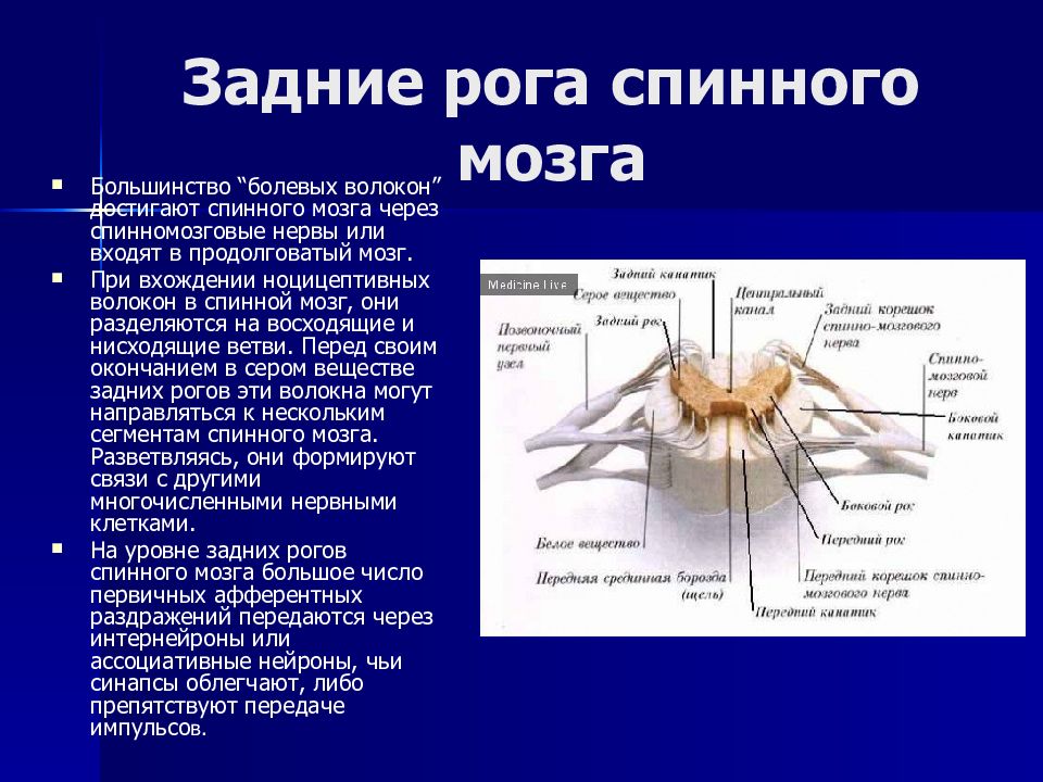 Серое вещество нейрона. Задние рога спинного мозга функции. Строение боковых Рогов спинного мозга. Строение передних задних и боковых Рогов спинного мозга. Задние рога серого вещества спинного мозга.