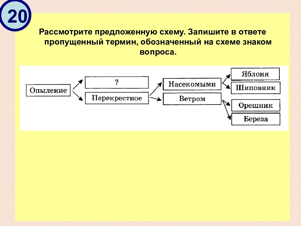 Рассмотрите схему запишите в ответе пропущенный термин обозначенный на схеме