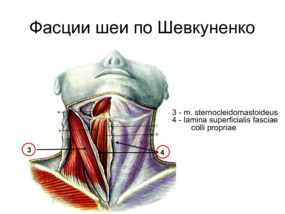 Фасции шеи рисунок