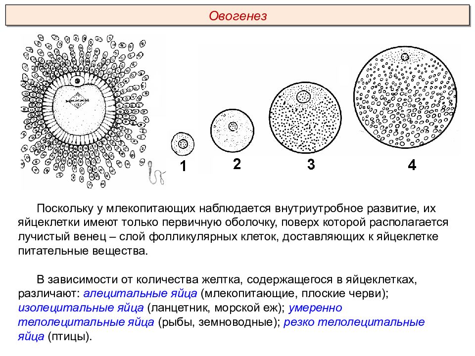 Схема оплодотворения. Развитие яйцеклетки. Особенности оплодотворения у млекопитающих. Какое оплодотворение характерно для большинства рыб.
