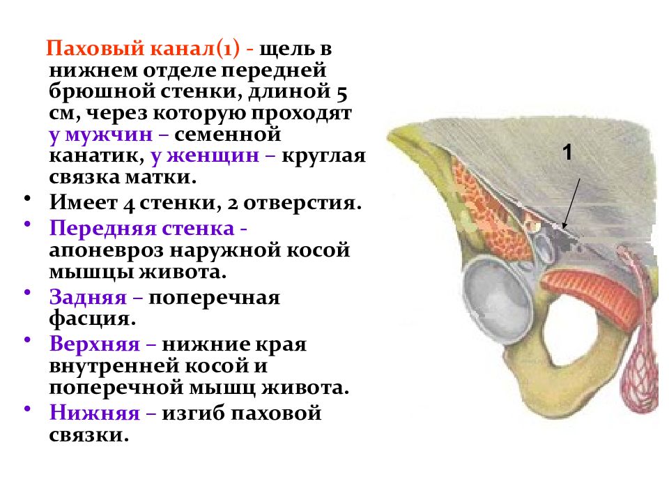 Поверхностное паховое кольцо