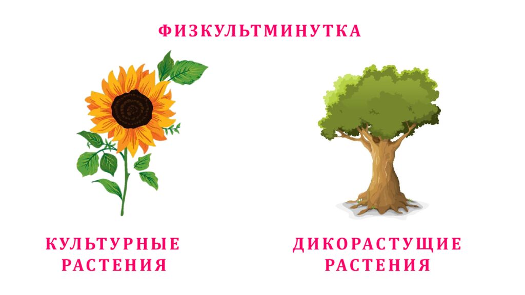 ФИЗКУЛЬТМИНУТКА
