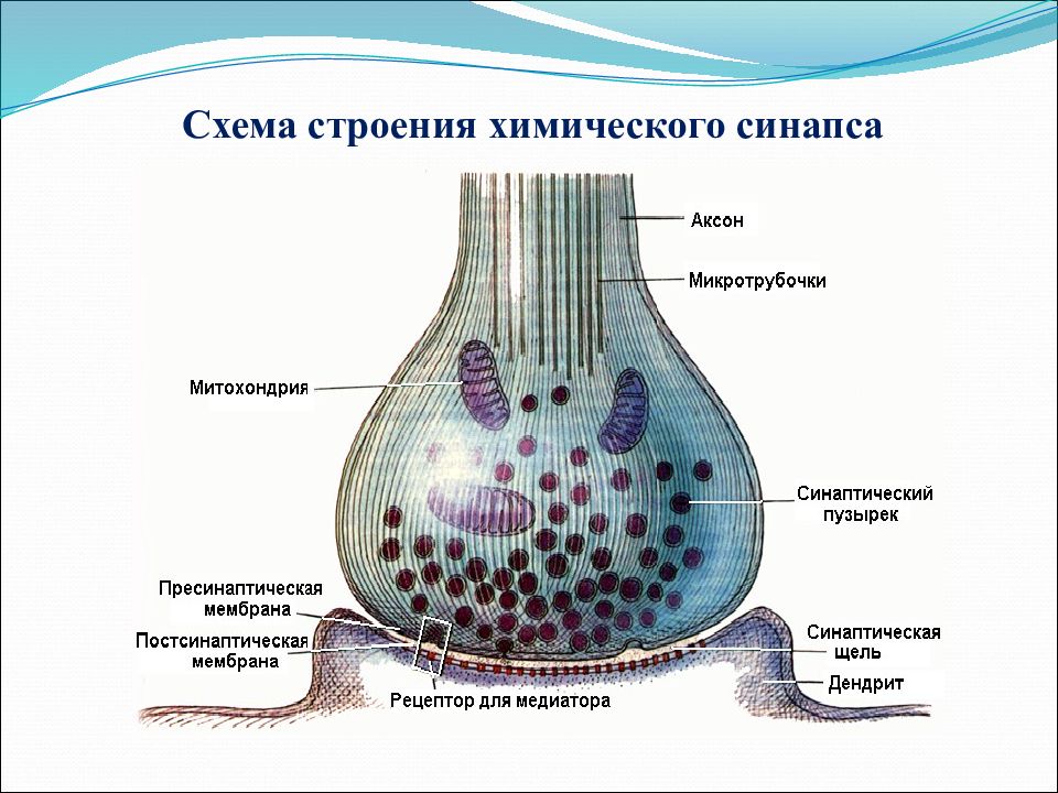 Группы синапсов. Схема строения синапса. Строение химического синапса. Схема химического синапса. Схема строения химического синапса физиология.