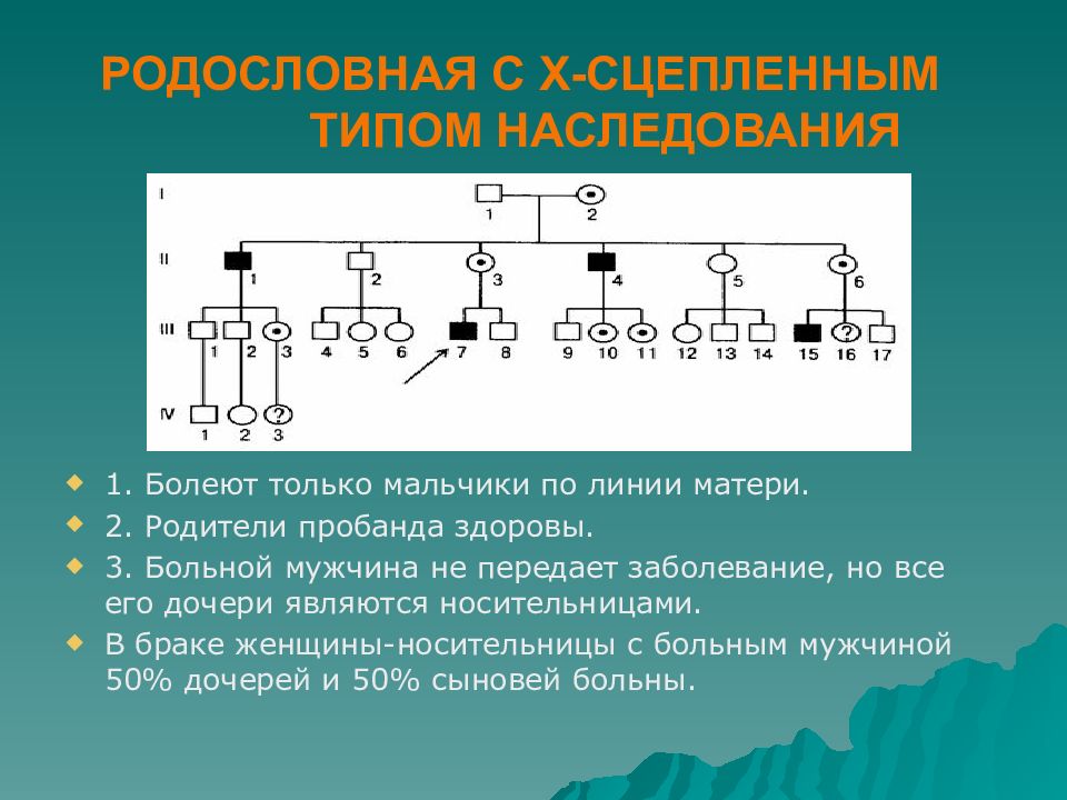 Родители пробанда это. Митохондриальный Тип наследования. Y сцепленный Тип наследования. Родословная митохондриального наследования.