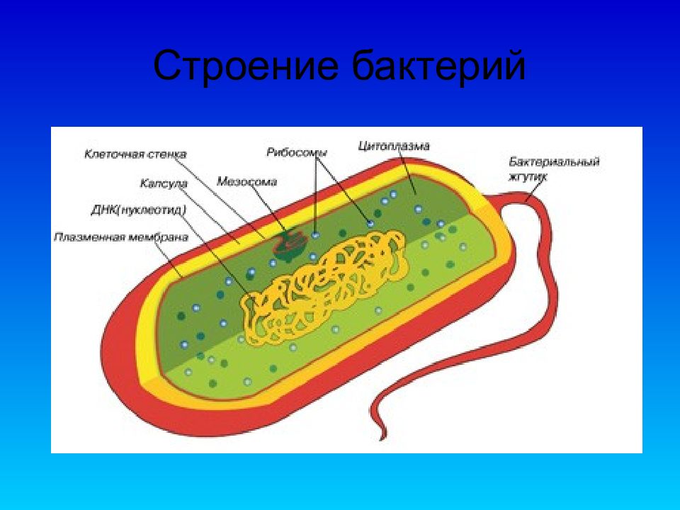 Лабораторная работа тема изучение строения бактериальной клетки. Строение бактерии 7 класс. цитоплазма бактериальной клетки. строение бактериальной клетки. клетка бактерии рисунок.