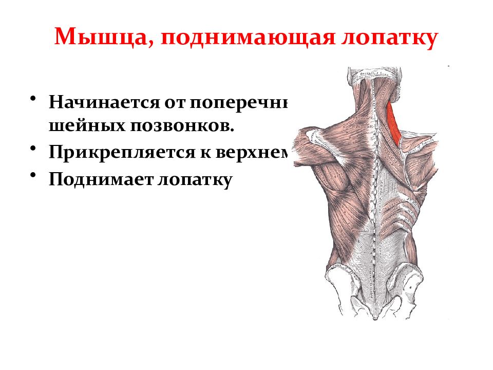 Мышцы лопатки