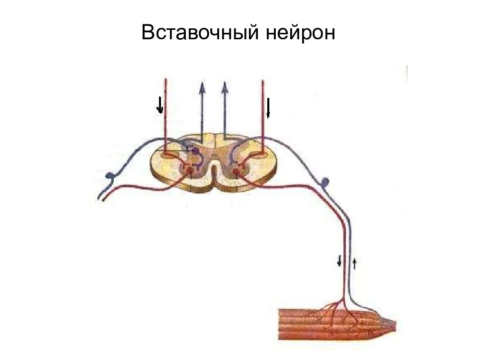 Вставочный нейрон рисунок