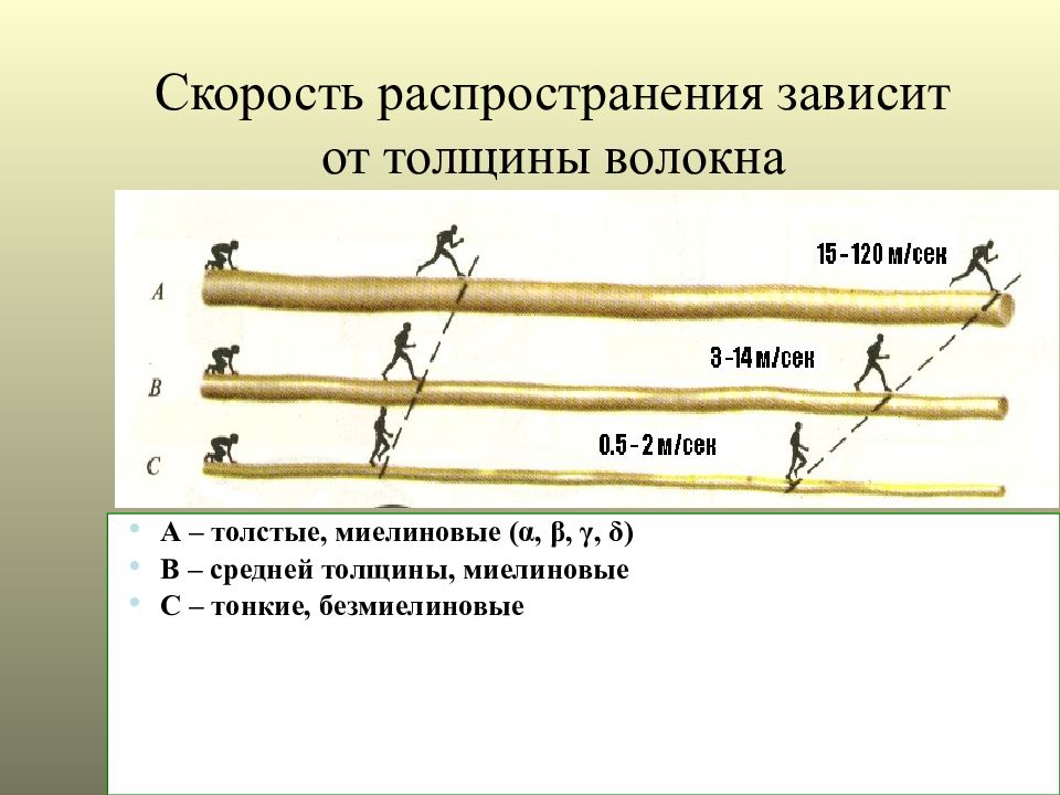 Толщина волокна. Миелиновые волокна толщина. Почему скорость будет высокой если нервное волокно толстое.