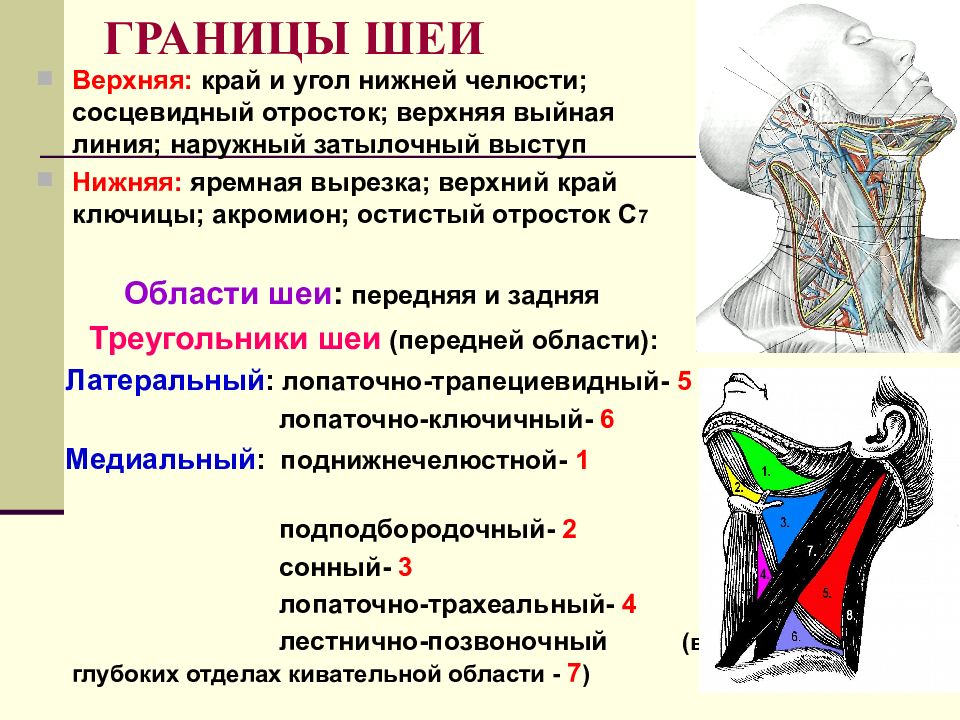 Операции на шее топографическая анатомия презентация