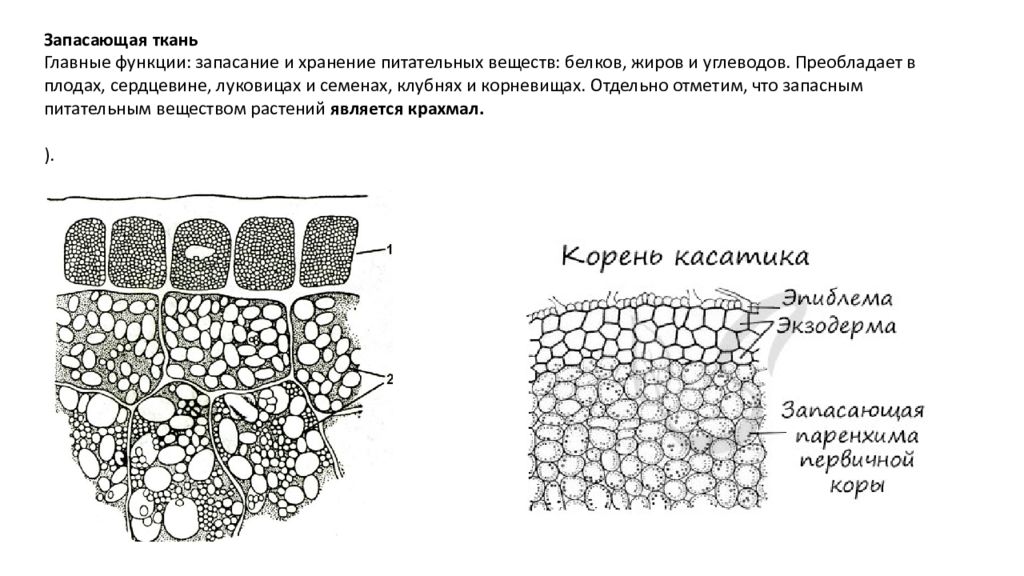 Характеристика запасающей ткани