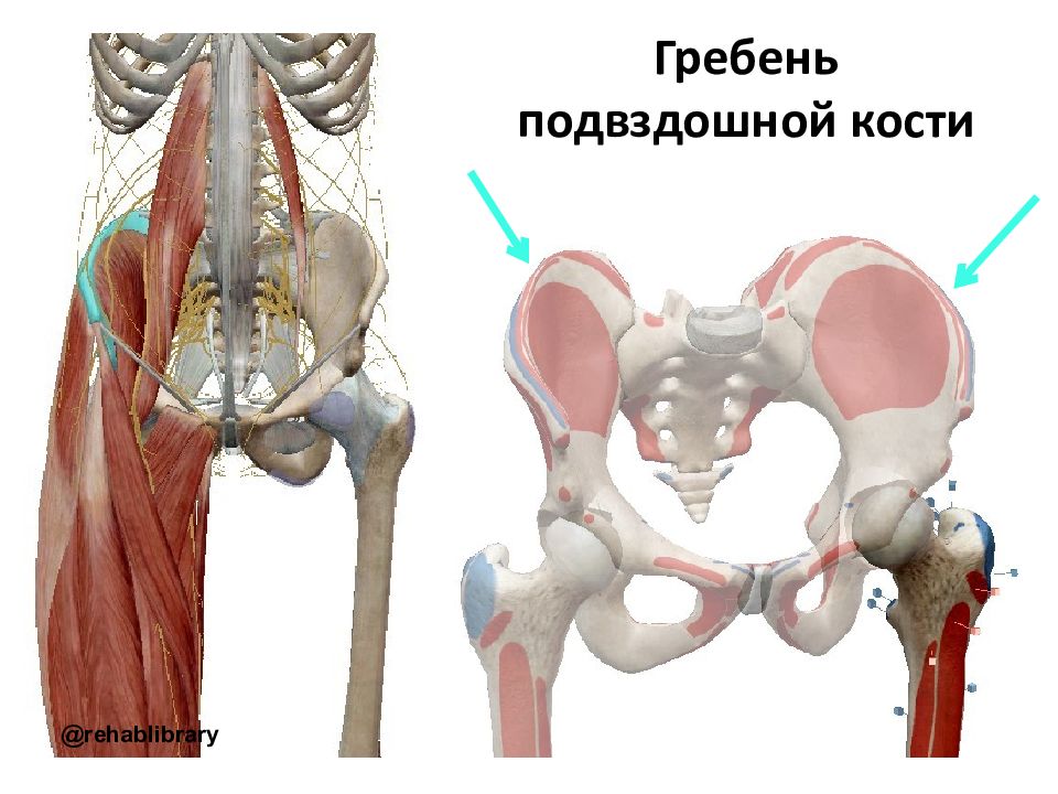 Верхняя передняя подвздошная кость. Подвздошная кость. Подвздошный гребень. Подвздошный гребень тазовой кости. Подвздошная кость гребень.