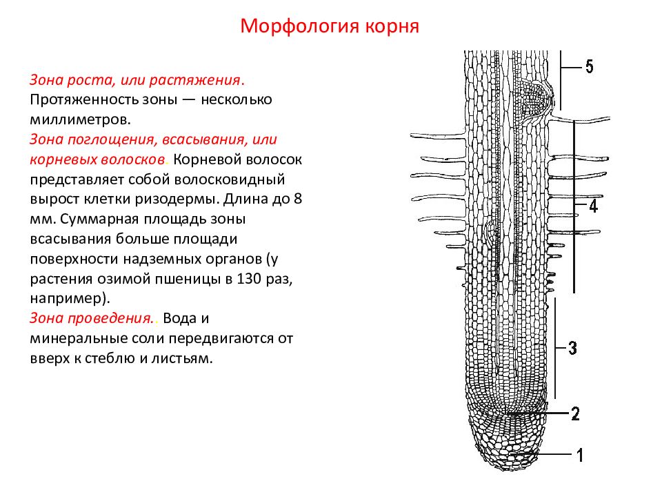 Рассмотрите рисунок корня растения какая зона корня обозначена на рисунке цифрой 2