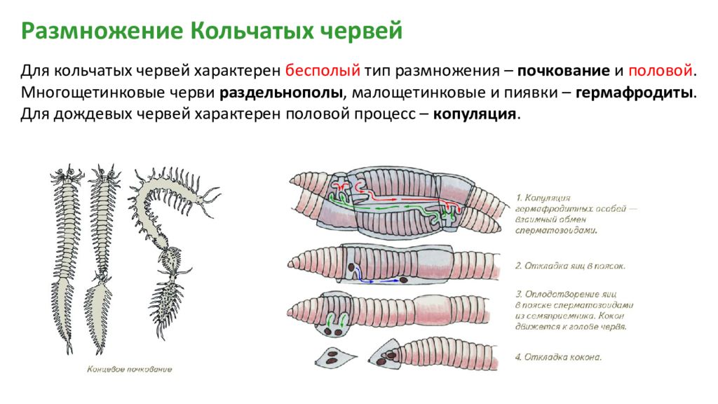 Почкование червей. Процесс размножения кольчатых червей. Половая система и размножение кольчатых червей. Схема размножения кольчатых червей. Половая система дождевого червя.