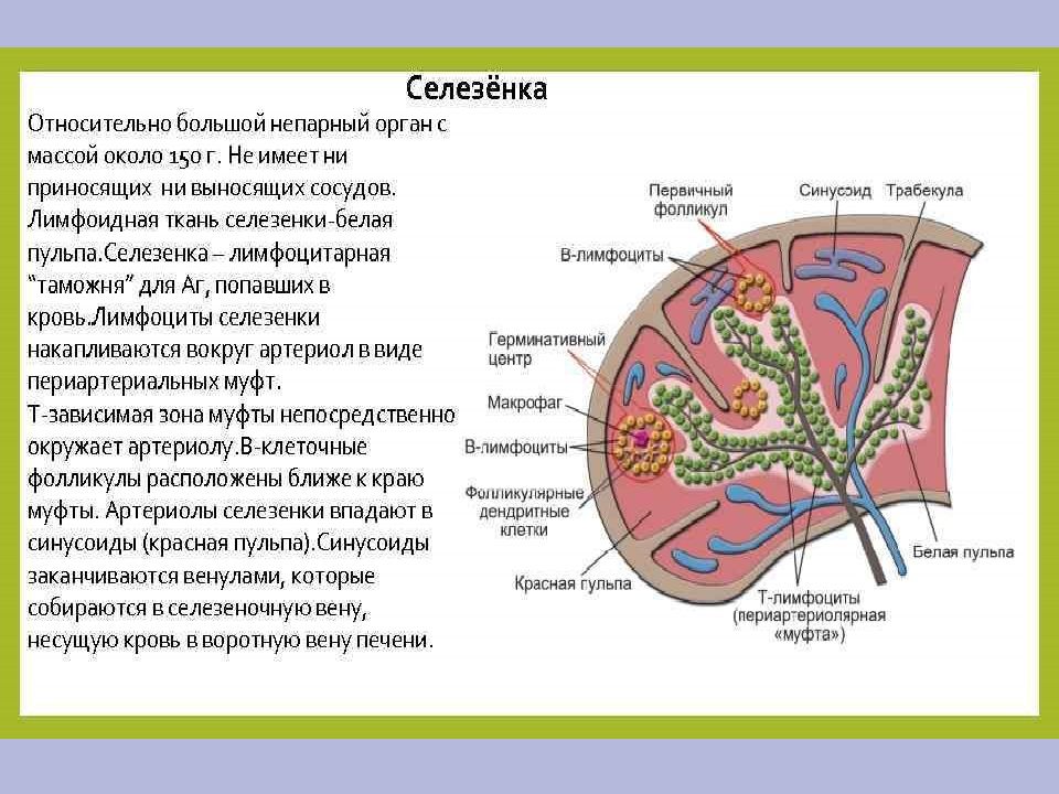 Селезенка находится