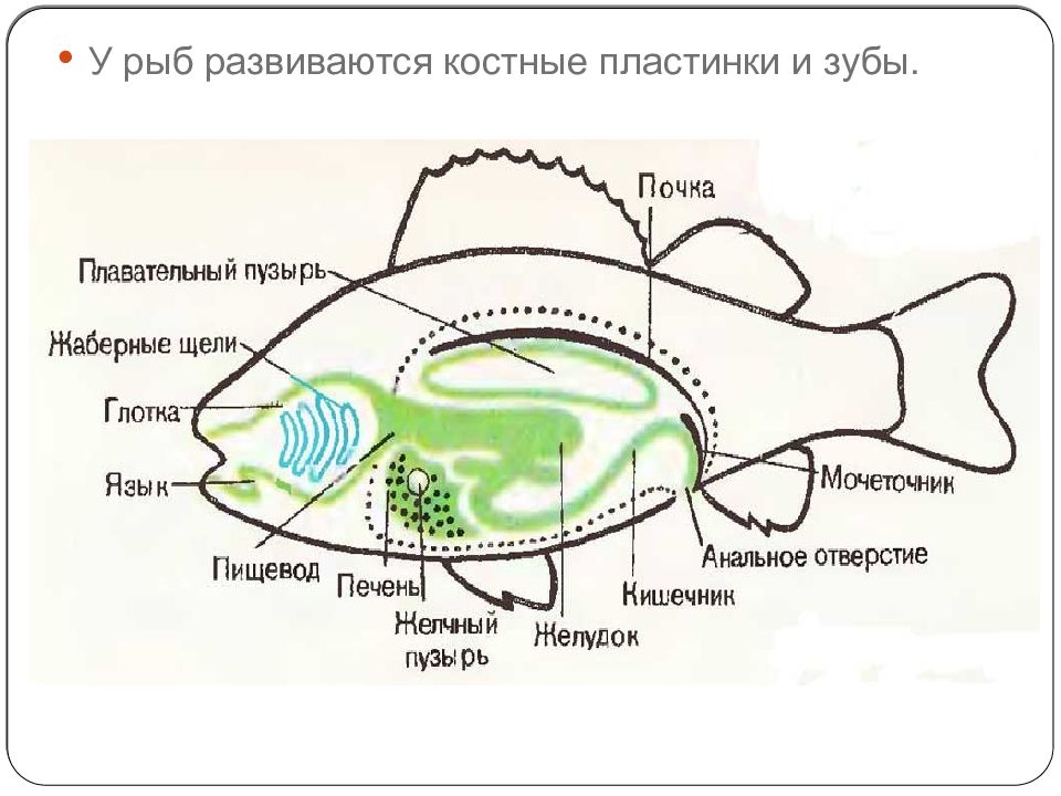 Пищеварительные органы рыб