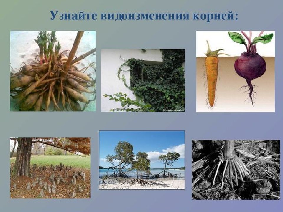 Укажи Картинки На Которых Представлены Видоизменения Корней