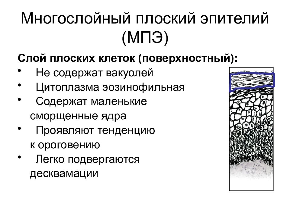 Слой плоских клеток. Слой плоских клеток эпителия это. Поверхностный слой эпителия.