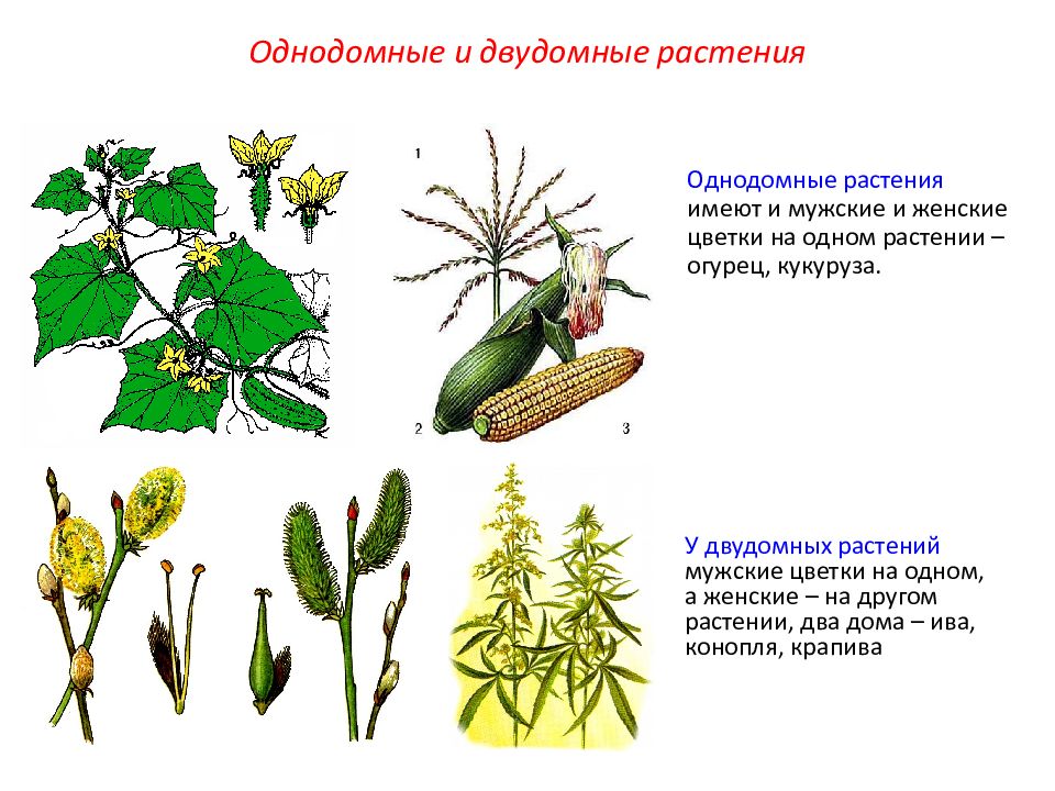 Какие растения имеют цветок. Огурец однодомное или двудомное. Сравните однодомные и двудомные растения. Схема однодомного растения. Цветок огурца однодомный или двудомный.