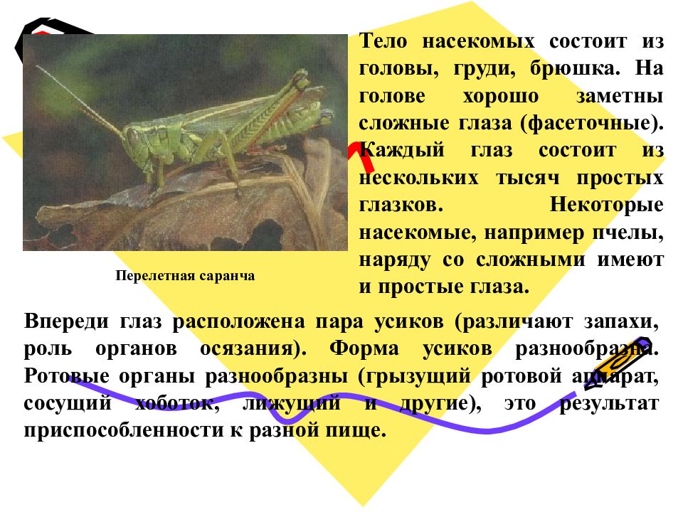 Тело насекомых состоит из. Саранча описание. Саранча насекомое описание. Саранча доклад. Доклад про саранчу 2 класс.