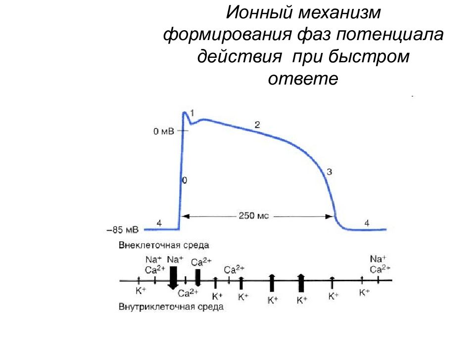 Ионный механизм. Ионные механизмы формирования Пд. Ионные механизмы потенциала действия. Ионные механизмы формирования потенциала действия. Ионный механизм формирования платообразных потенциалов действия..