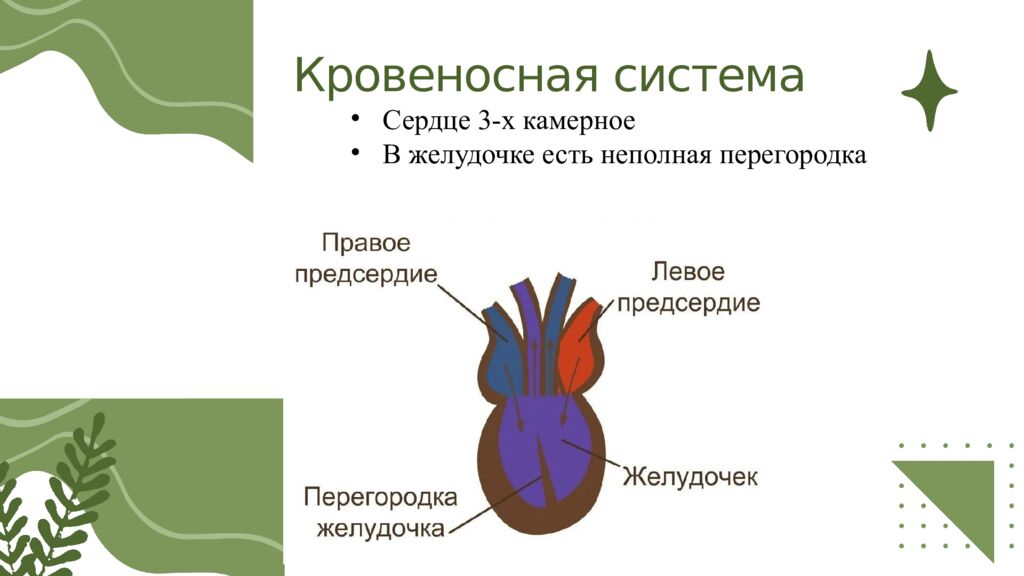 Общая характеристика пресмыкающихся