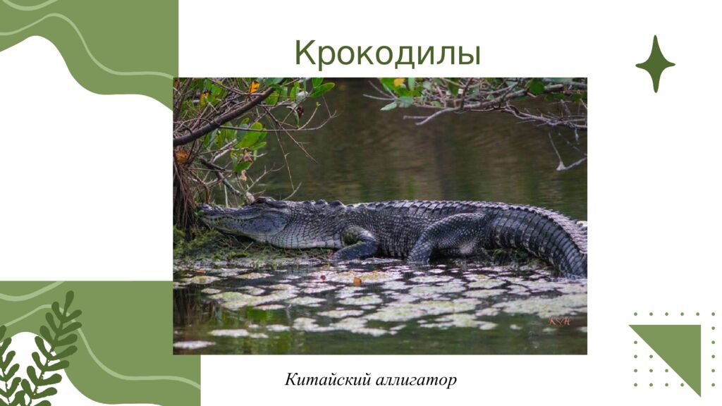 Общая характеристика пресмыкающихся