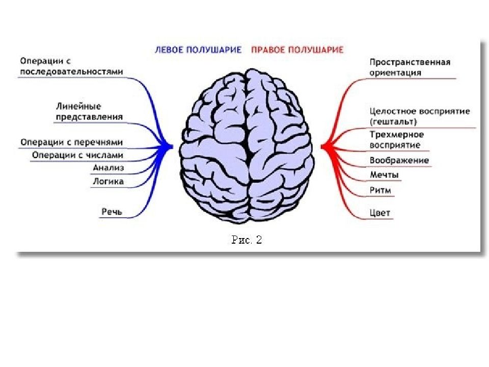 Правое мозга. Таблица левое и правое полушарие. Левое и правое полушарие мозга функции. Правое полушарие и левое полушарие функции таблица. Функции правого и левого полушария головного мозга кратко.