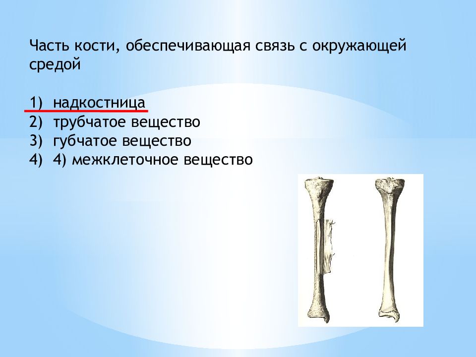 Рост губчатых костей. Части костей. Трубчатая кость. Часть кости обеспечивающая связь с окружающей средой. Трубчатое вещество кости.