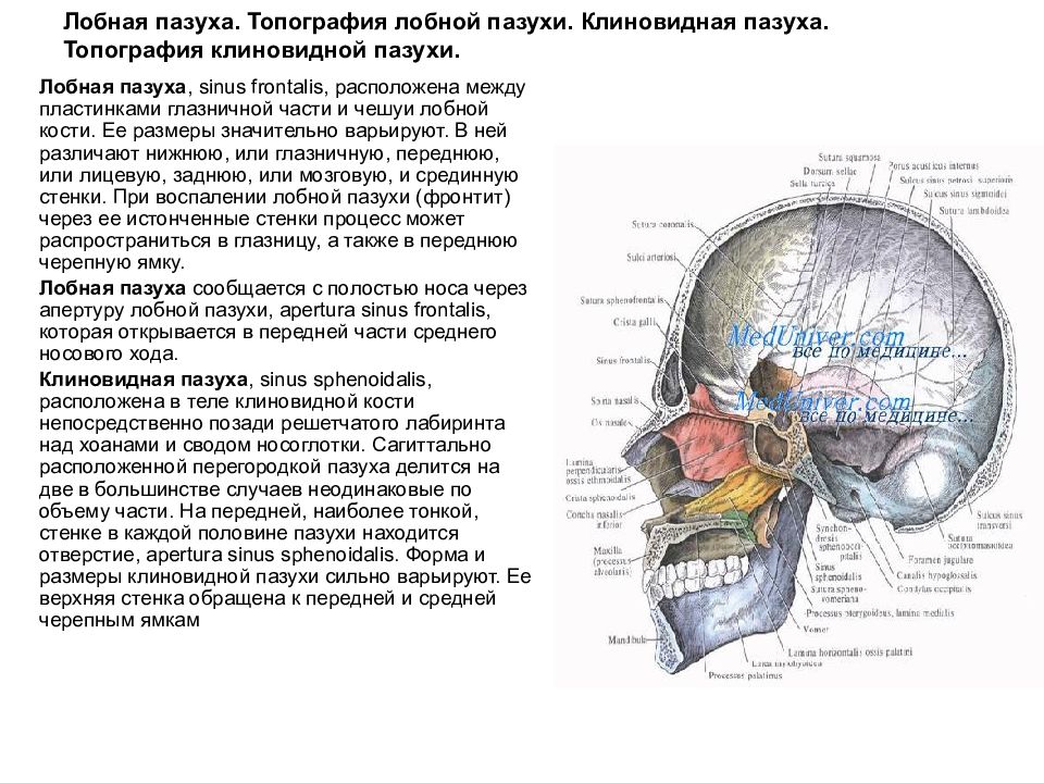 Клиновидная пазуха. Лобная пазуха топографическая анатомия. Топография лобной пазухи. Пазуха клиновидной кости открывается. Клинико-топографическая анатомия лобной пазухи..