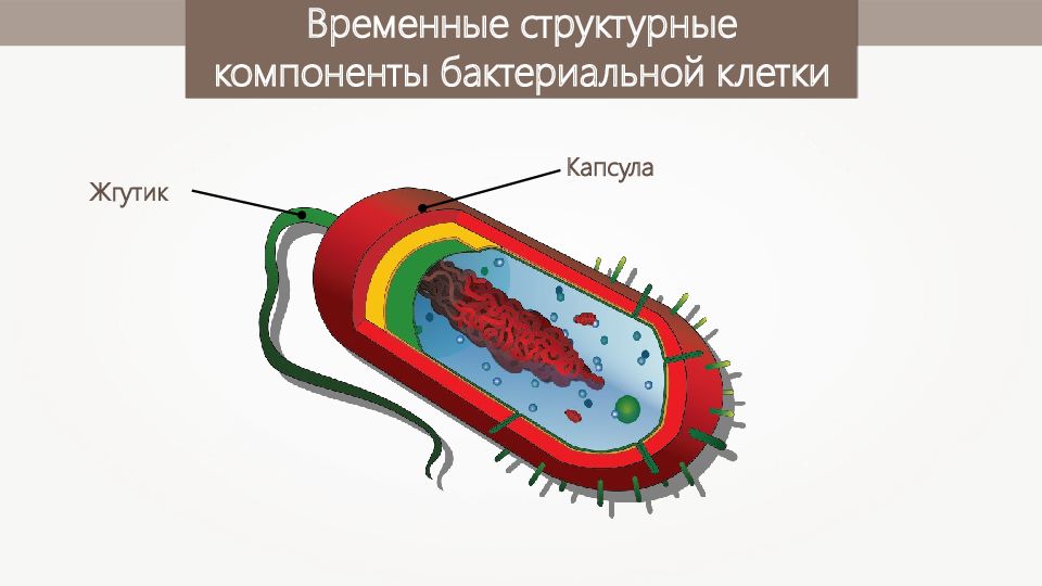 Клеточное строение имеет бактерия вирус. Строение клетки бактерии и вируса. Клеточное строение вирусов. Строение клетки вируса. Строение вирусов и бактерий.