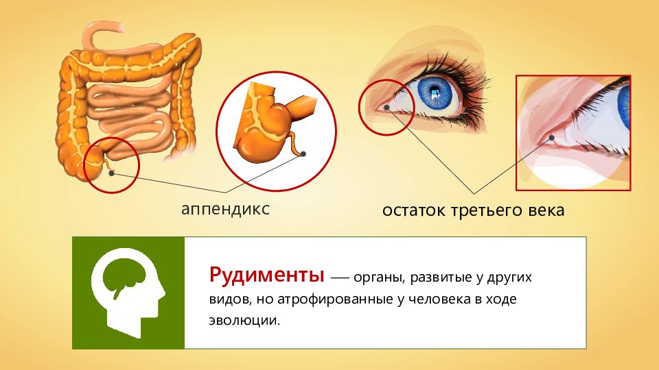 Остаток третьего. Рудимент третьего века. Третье веко у человека рудимент. Третье веко у человека атавизмы.